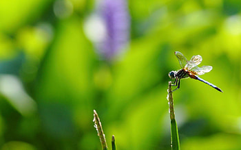 Grass, Macro, Branch, Insect, Flight HD wallpaper