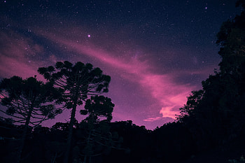 Nature, Trees, Stars, Night, Shining, Starry Sky HD wallpaper