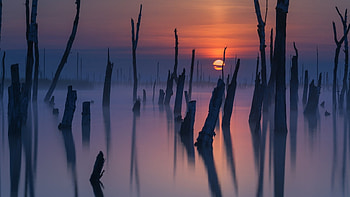 Dead trees at sunset, Water, Lake, Sunset, Trees HD wallpaper