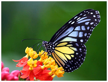 Blue and yellow butterfly, blue, black, butterfly, yellow, flower, red HD wallpaper