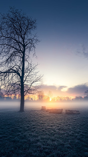 Misty Dawn: Sunbeams Through the Lone Tree, sunbeam, tree, fog, nature, sunrise HD phone wallpaper