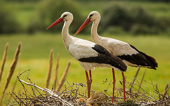 White Stork, animal, White, Stork, bird HD wallpaper