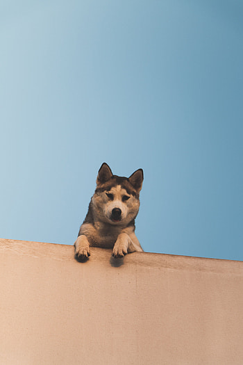 Animals, Sky, Dog, Wall, Husky, Down, Looks HD phone wallpaper