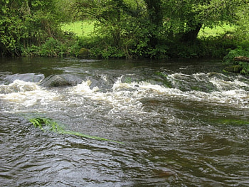 River near a forest, nature, rivers HD wallpaper