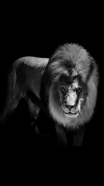 Black Lion, Animal HD phone wallpaper