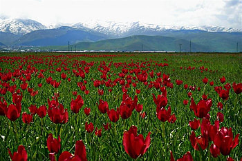 tulip time, tulip, time, turkey HD wallpaper