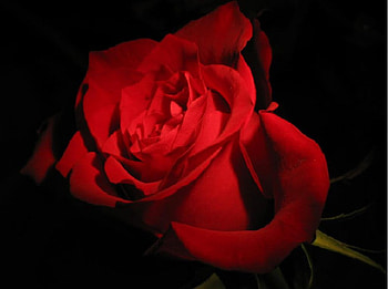 Lovely Romance, red rose, on black, flower HD wallpaper