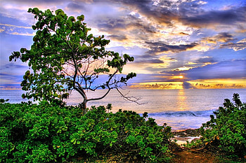 Evenings Last Light, sea, beautiful, shrubs, tree, horizen, view, sky, evening, sunset HD wallpaper