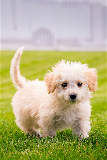 Puppy , High-quality , sun, Cute puppy HD phone wallpaper