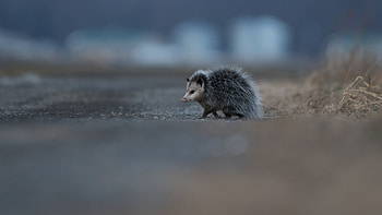 The southern, Opossum HD wallpaper