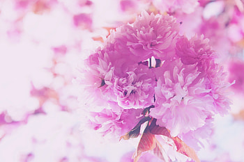 Flowers, Pink, Bouquet HD wallpaper