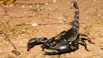 scorpion , Deadly animals, Poisonous creatures, Unique shots HD wallpaper