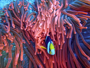 Colorful clownfish nestled within vibrant sea anemones in a stunning underwater scene from Indonesia. HD wallpaper