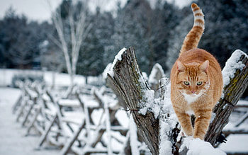 Winter Cat Background. ... HD wallpaper