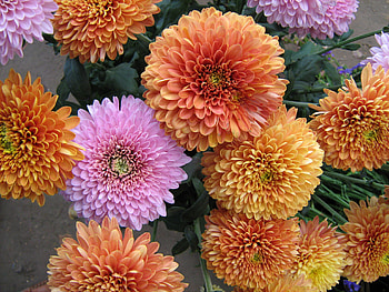 beautiful flowers, beautiful, colours, nature, flowers HD wallpaper