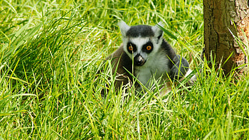 Animals, Grass, Shadow, Beast, Lemur HD wallpaper