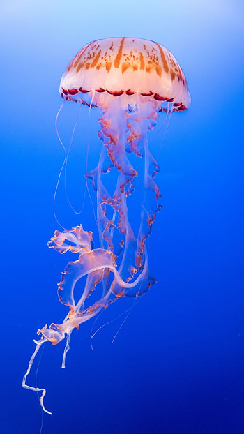 High-quality jellyfish , Top s, excellence, Jellyfish wonders HD phone wallpaper