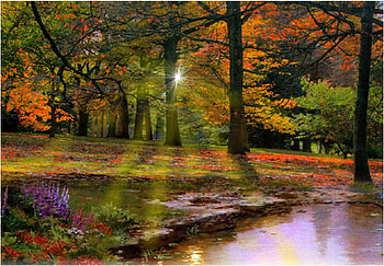 Rayos de sol, color, sol, vista, bosque HD wallpaper