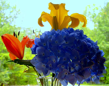 spring flowers, garden, nature, flowers, colourful, spring HD wallpaper