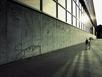 Sorry !, animal, dog, sorry, fun, , humor, peeing HD wallpaper