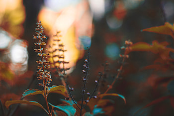 Plant, Macro, Branch, Stem, Stalk HD wallpaper