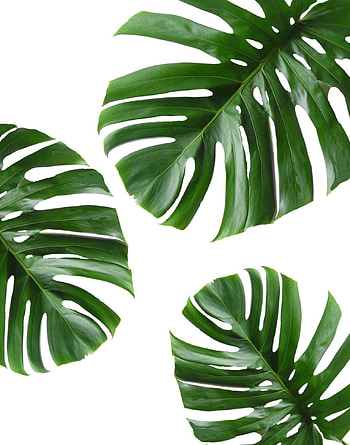 Tropical Leaf Printable Art Monstera leaves Tropical. Etsy. Green wall decor, Wall art canvas painting, Plant HD phone wallpaper