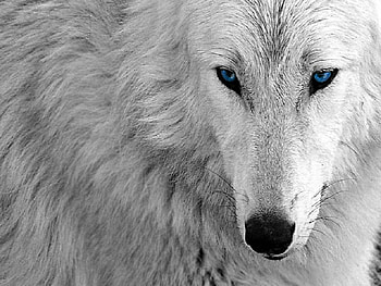 Blue Eyed Beauty, other, dogs, wolf, animals HD wallpaper