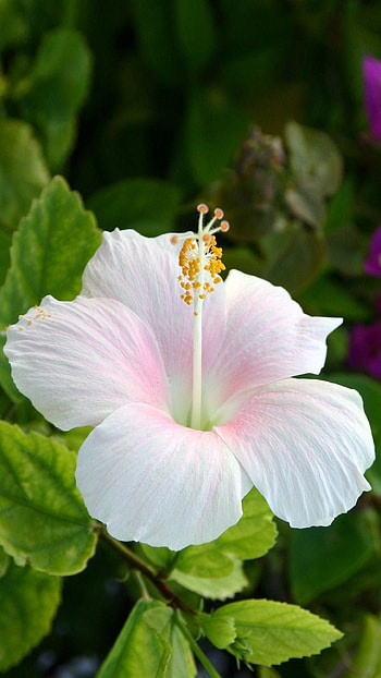 Hibiscus flower, Blooming flowers, Nature's beauty HD phone wallpaper