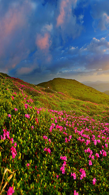 Paisaje, Paisajes, Flores, Montañas HD phone wallpaper
