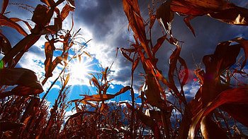 looking to the heavens from a corn field, corn, field, clouds, sky, sun HD wallpaper