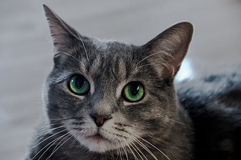 Animals, Cat, Muzzle, Green Eyed, Green-Eyed HD wallpaper