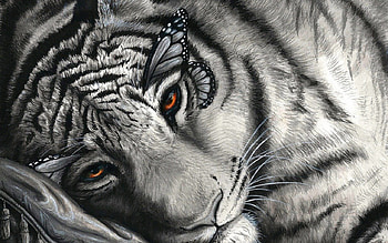 Butteryfly Tiger, white, black, tiger, butterfly, eyes HD wallpaper
