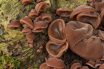 Bizarre mushrooms, Australian forests, Otherworldly vibe, Australian geographic HD wallpaper