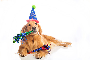 Happy Birtay!, animal, dog, birtay, cute, card, funny, hat, caine HD wallpaper