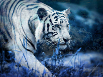 Snow tiger beauty, Majestic creature, Striking winter scene, Captivating ry HD wallpaper