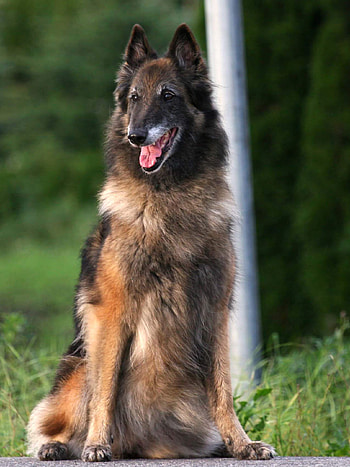Belgian Tervuren, Training course, Comprehensive guide, Obedience training HD phone wallpaper