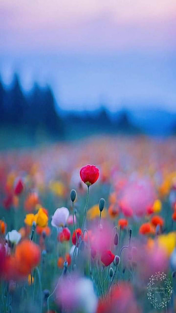 Flores, paisaje HD phone wallpaper
