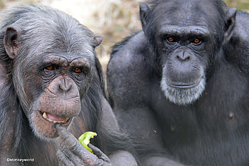 Monkey World, Dorset, West Dorset leisure holidays, Days out HD wallpaper
