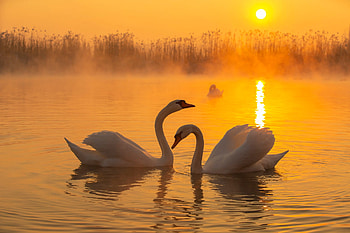 Swan, animal, lake, sunset HD wallpaper