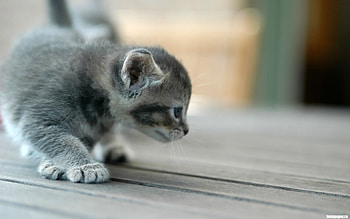 Animals, Cats HD wallpaper