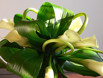 bouquet, white, gentle, graphy, elegantly, peaceful, beautiful, calla, nice, flower, cool, flowers, harmony HD wallpaper