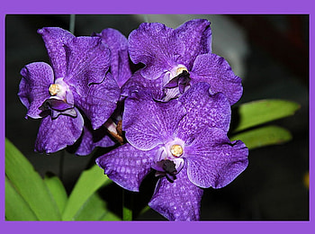 Purple Love, purple, flower, nature, friendship, friend, care HD wallpaper