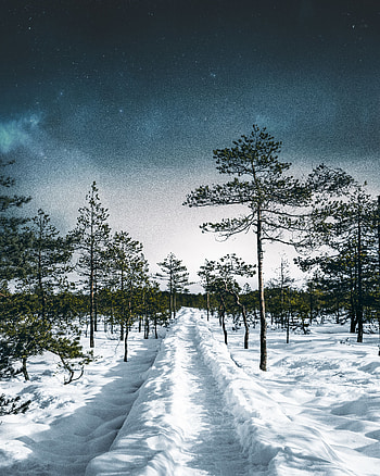 Winter, Nature, Trees, Sky, Snow, Forest, Path HD phone wallpaper