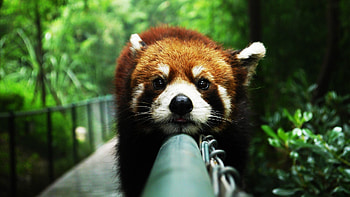 Cute Red Panda HD wallpaper