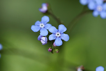 Macro, Petals, Bud, Blur, Smooth, Brunner Flower HD wallpaper