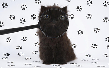 Animals, Fluffy, Kitty, Kitten, Kid, Tot, Magnifier HD wallpaper