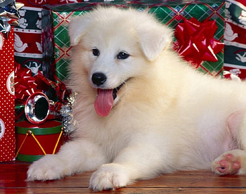 ★ Season's Greetings ★, Gifts, Dog, parcels, Christmas HD wallpaper