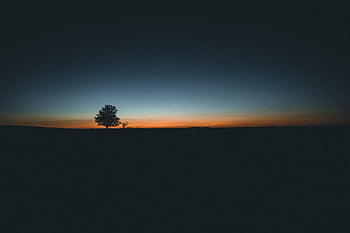 Sunset, Horizon, Wood, Tree, Minimalism HD wallpaper
