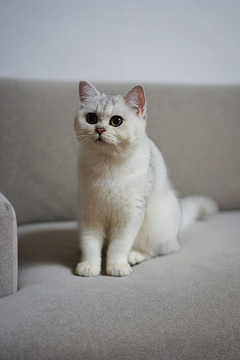 Animals, Cat, Fluffy, Pet HD phone wallpaper