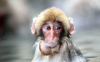 Animals, Muzzle, Wet, Sadness, Monkey, Sight, Opinion, Sorrow HD wallpaper